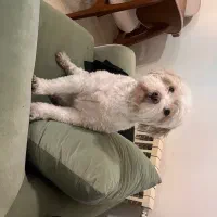 سگ Teriyer|سگ|تهران, کرمان|دیوار