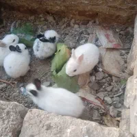 خرگوش|موش و خرگوش|بجنورد, |دیوار