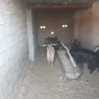 ۱۲راس‌پازن هم برای بذری خوبه هم برای پرواربندی|حیوانات مزرعه|نی‌ریز, |دیوار