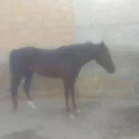 فروش واگذاری اسب عرب اصیل|اسب و تجهیزات اسب‌سواری|رامشیر, |دیوار