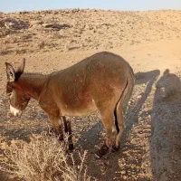خر جوان ماده|حیوانات مزرعه|شیراز, گل سرخ|دیوار