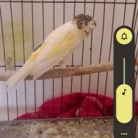 پرنده|پرنده|گرگان, |دیوار