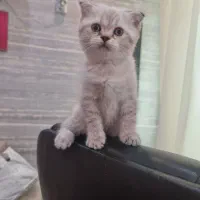 بچه گربه بریتیش فولد اصیل ، ماده و خوش رنگ