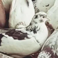 کفتر گرفتنی