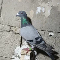 کبوتر خارجی