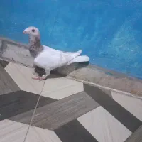 سلام‌‌کبوتررا