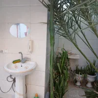 کاکتوس ستونی|گل و گیاه طبیعی|کاکی, |دیوار