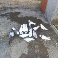 کبوتر|پرنده|سیلاخور, |دیوار