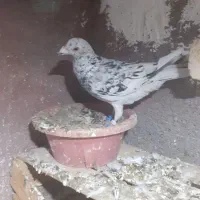 کفتر سار