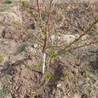 باغ در اطراف مرند