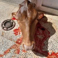 گوشت بره و گوساله محلی و بزغاله|خوردنی و آشامیدنی|روانسر, |دیوار