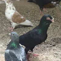 قره سوری