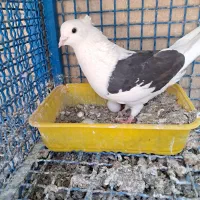 نر دوکت تهرونی