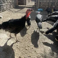 بوقلمون برنز۵ماهه|حیوانات مزرعه|قم, پردیسان|دیوار