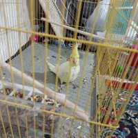 عروس هلندی نر|پرنده|لامرد, |دیوار