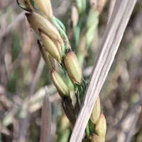 برنج عنبر بو سوپر ممتاز عطری موجود شد|خوردنی و آشامیدنی|پرند, فاز ۵|دیوار