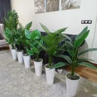 درختچه های کنار سالنی