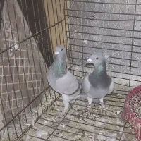 کفتر مسافتی