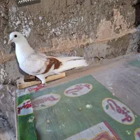 کبوتر نواتی بیکاکل