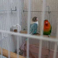 طوطی برزیلی|پرنده|رباطکریم, رباطکریم|دیوار