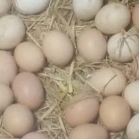 تخم مرغ رسمی