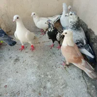 کبوتر رنگه آلمانی،کلاغ کربلایی،چپ لایی در چناران