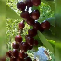 نهالستان نمونه ی کهریز