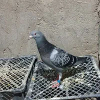 تعدادی پلاکی وکله ای|پرنده|گتوند, |دیوار