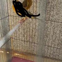 قناری ماده ونرفاز5خیابون پاسداران روبروی کوچه 6|پرنده|فسا, |دیوار