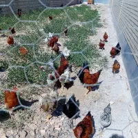 مرغ و خروس محلی