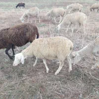 فروش گوسفند رومن خالص