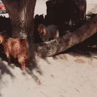 تعداد ۱۰عدد کهره نر|حیوانات مزرعه|قرقری, |دیوار