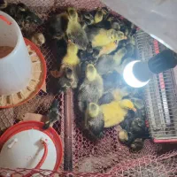 فروش بچه غاز