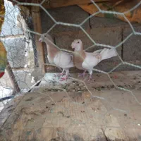 کفتر کرم زرد