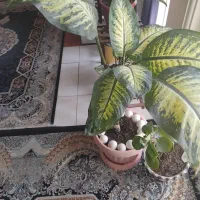 گل طبیعی دیفن باخیا|گل و گیاه طبیعی|تهران, یوسف‌آباد|دیوار