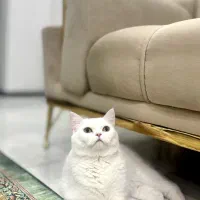گربه اسکاتیش.گربه بریتیش. گربه مولد .گربه|گربه|تهران, شهرک غرب|دیوار