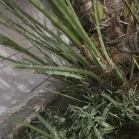 دمیت برحی|گل و گیاه طبیعی|بندر دیر, |دیوار