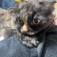 گربه میکس پرشین صورت فلت