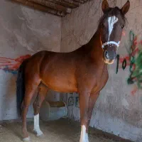 کره اسب نر سالار ۲