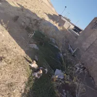 حیوانات|سگ|درب گنبد, |دیوار