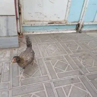 خروس رسمی
