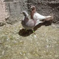 کفتر|پرنده|نیشابور, مازول|دیوار