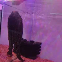 ماهی لجنخوار 20cmمعاوضه با بخاری آکواریوم|ماهی|محمدشهر, شهرک پیام (مهرالبرز)|دیوار