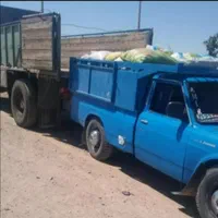 فروش پیاز زعفران زاوه قطب زعفران|عمدهفروشی|تربتحیدریه, شهرک ولیعصر|دیوار