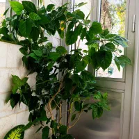 گل زیبا ودلنشین