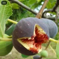 نهال انجیر|گل و گیاه طبیعی|شیراز, ابیوردی|دیوار