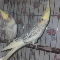 عروس هلندی جفت سرحال و جوان