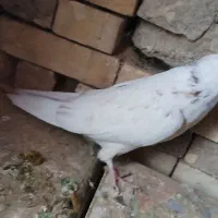 ۷ عدد کبوتر|پرنده|بروجن, |دیوار