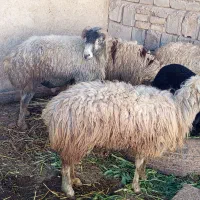 فروش میش|حیوانات مزرعه|داراب, |دیوار