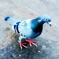 کفتر